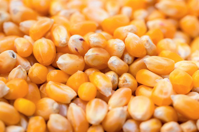 Maize Corn Kernels